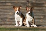 BASENJI 156